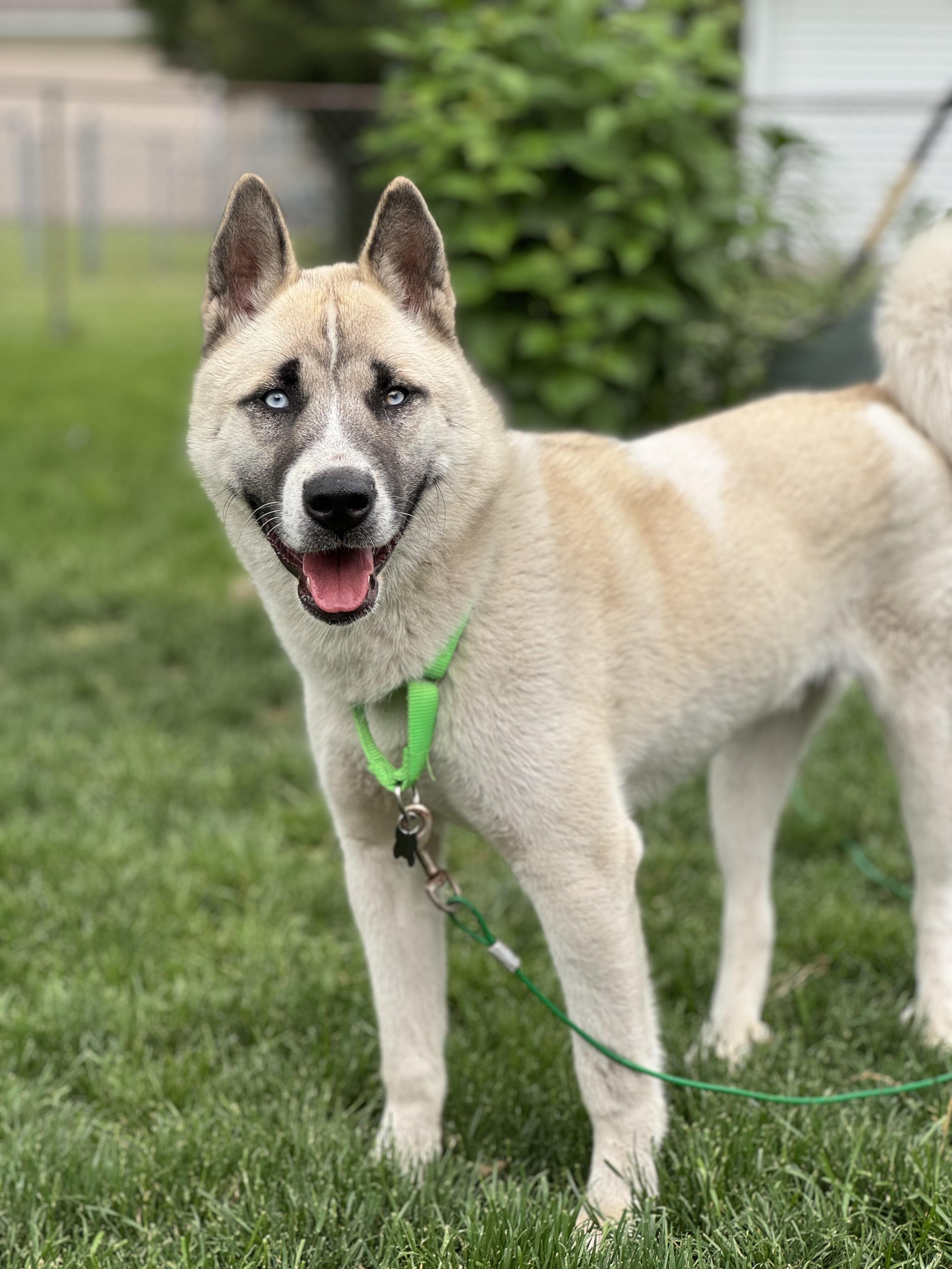 Mack, ADOPTABLE, Young Male Akita & Husky.