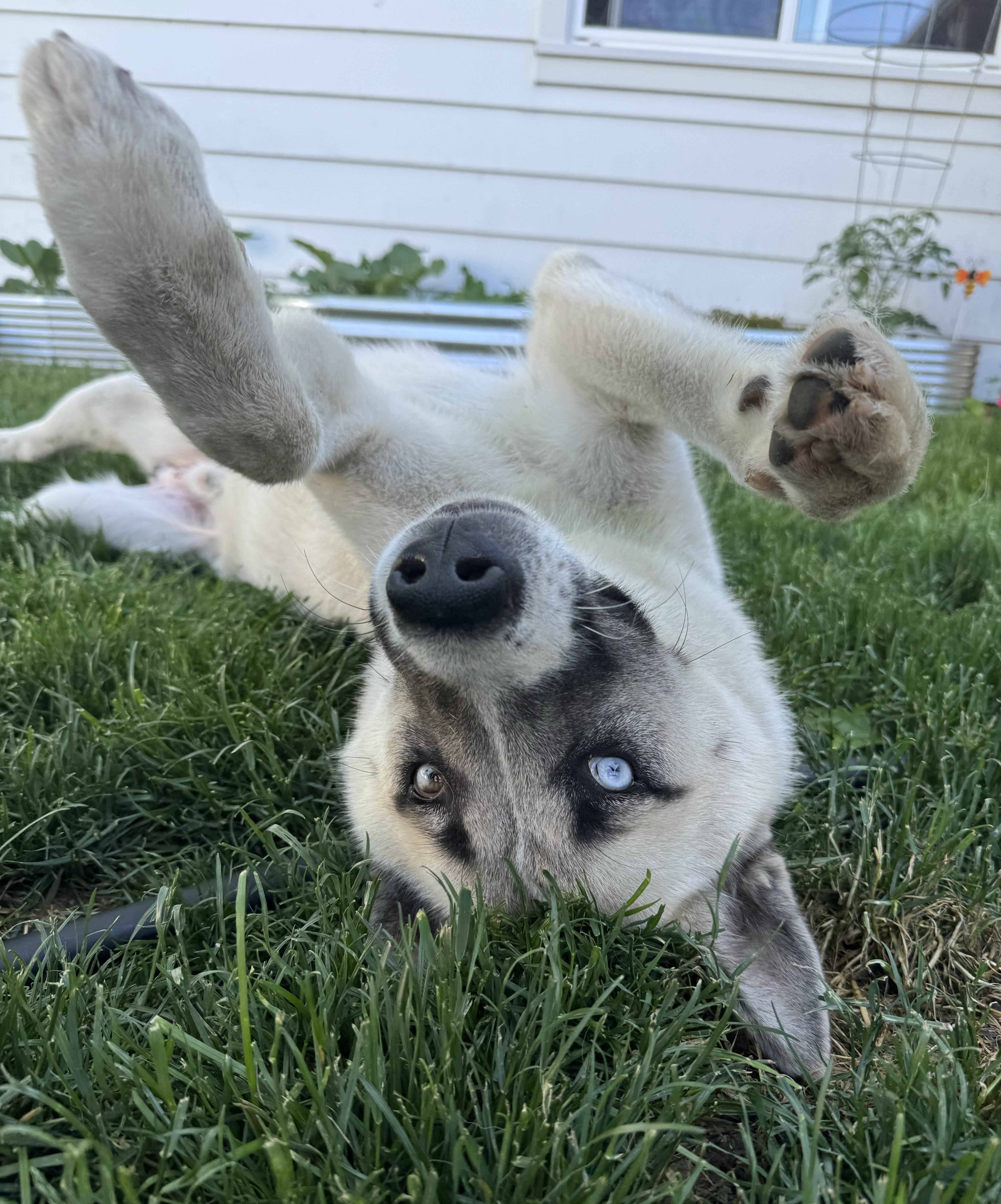 Enlarge Mack, an adopted mixed breed in China Township, MI image 4/6