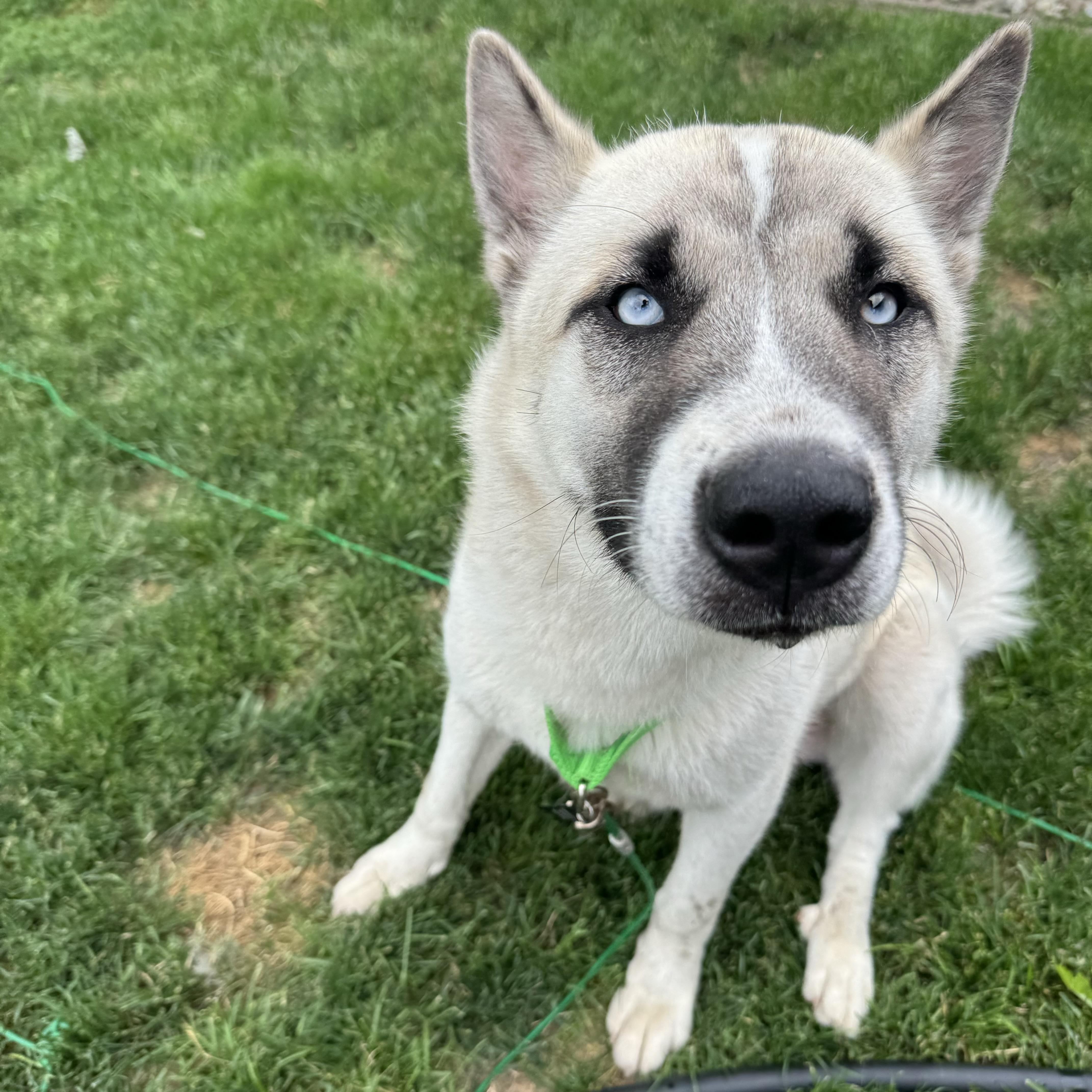 Enlarge Mack, a ADOPTABLE mixed breed in China Township, MI image 6/6