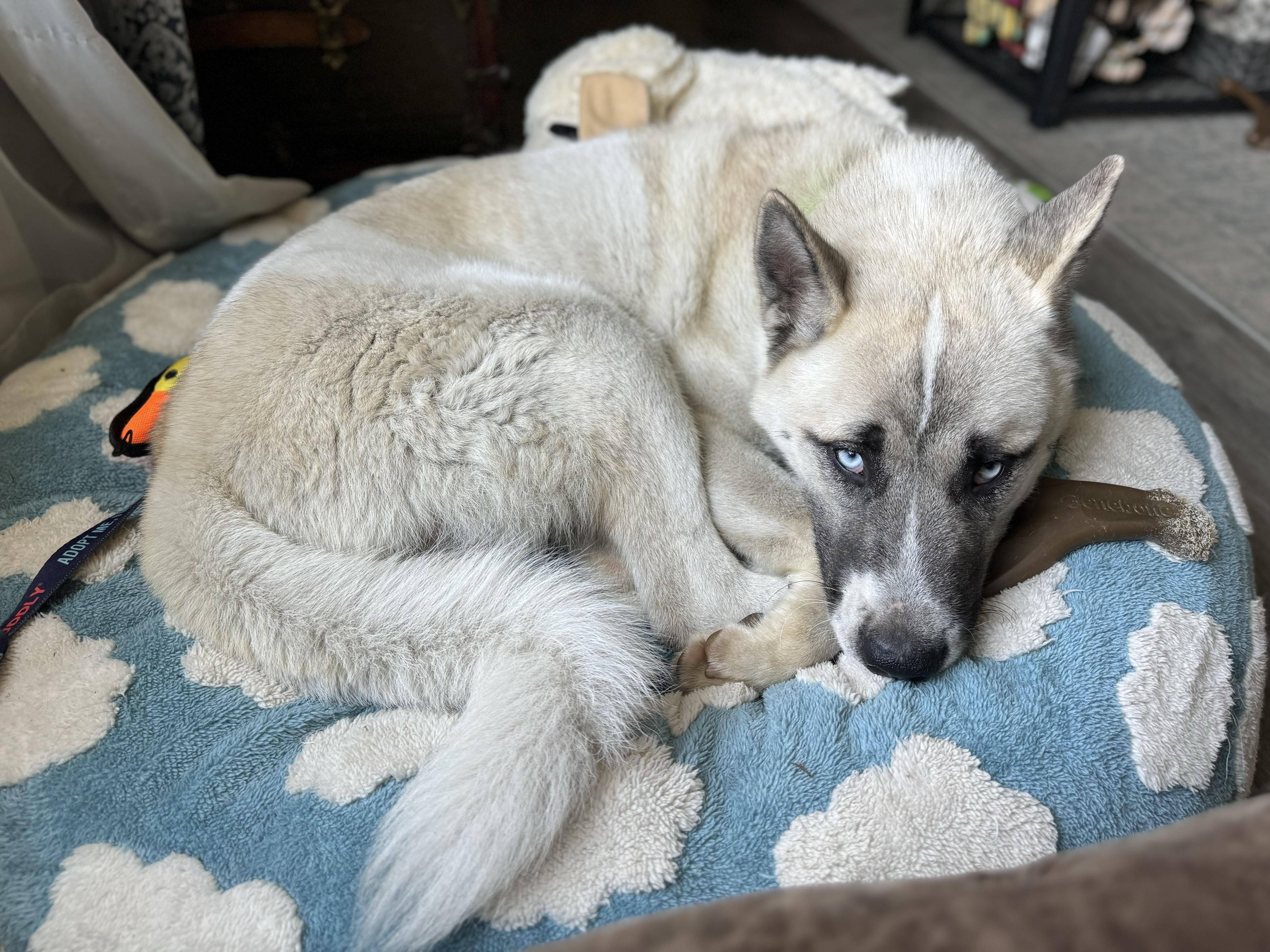 Enlarge Mack, an adopted mixed breed in China Township, MI image 6/6