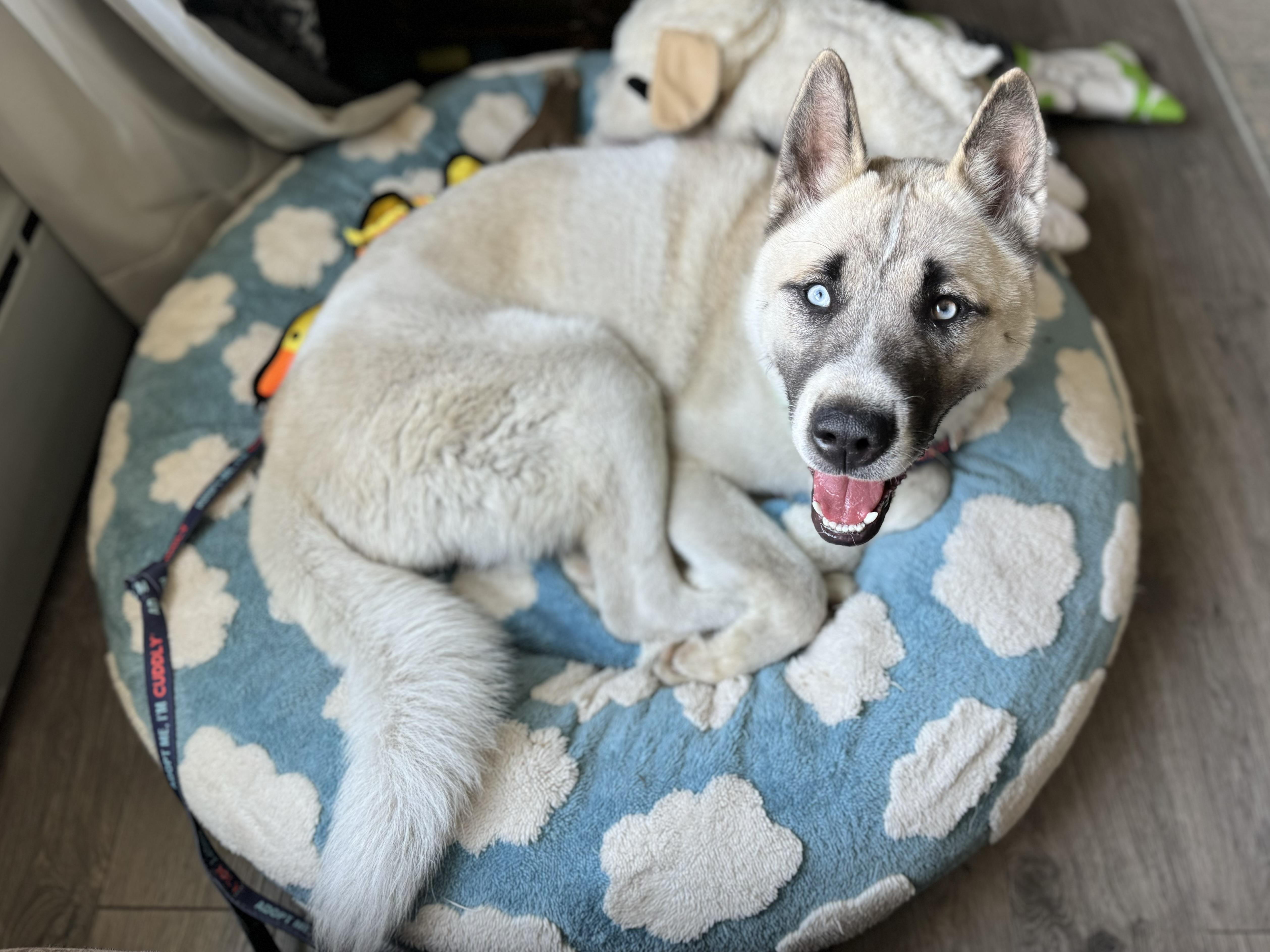 Enlarge Mack, an adopted mixed breed in China Township, MI image 5/6