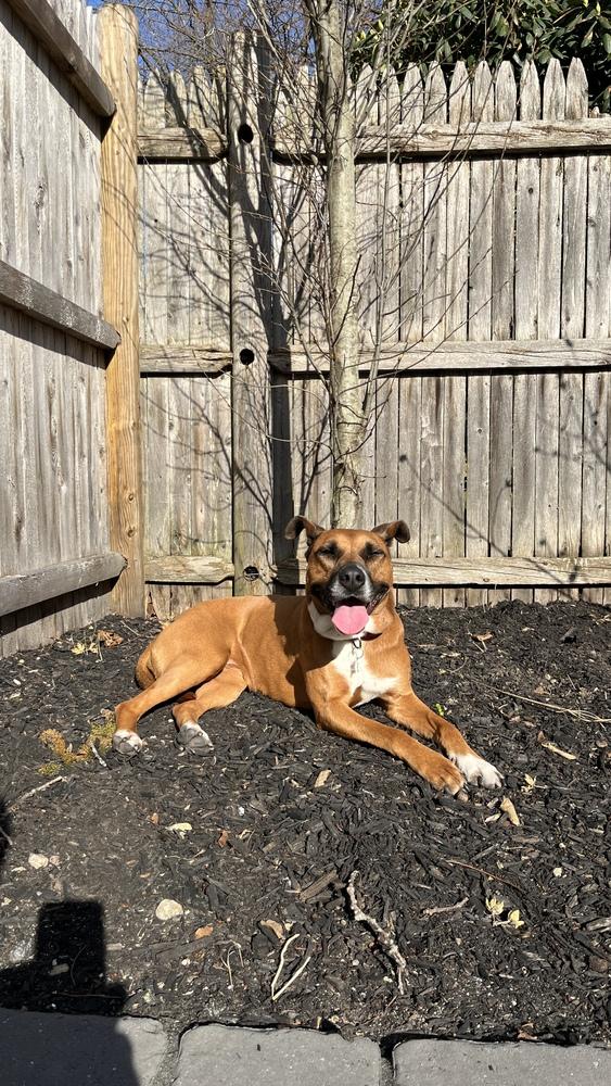 Enlarge Zaria, a Adoptable mixed breed in Boston, MA image 1/6