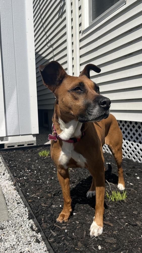 Enlarge Zaria, a Adoptable mixed breed in Boston, MA image 2/6