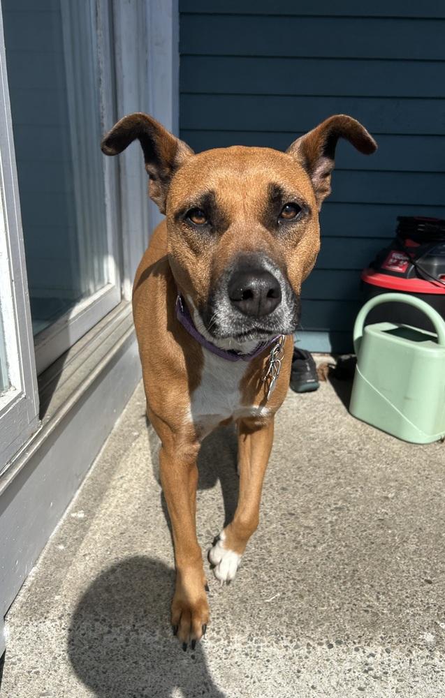 Zaria, a Adoptable mixed breed in Boston, MA image 1/6