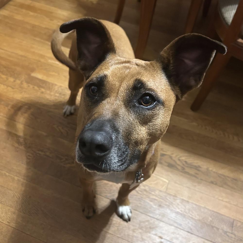 Zaria, a Adoptable mixed breed in Boston, MA image 2/6