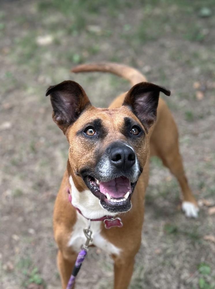 Enlarge Zaria, a Adoptable mixed breed in Boston, MA image 3/6