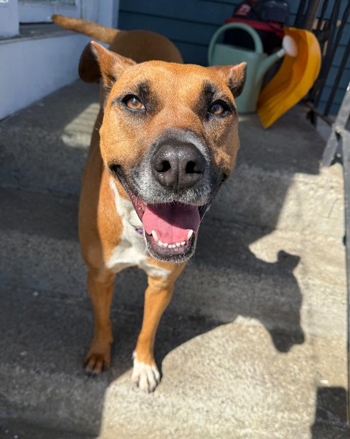 Zaria, a Adoptable mixed breed in Boston, MA image 3/6