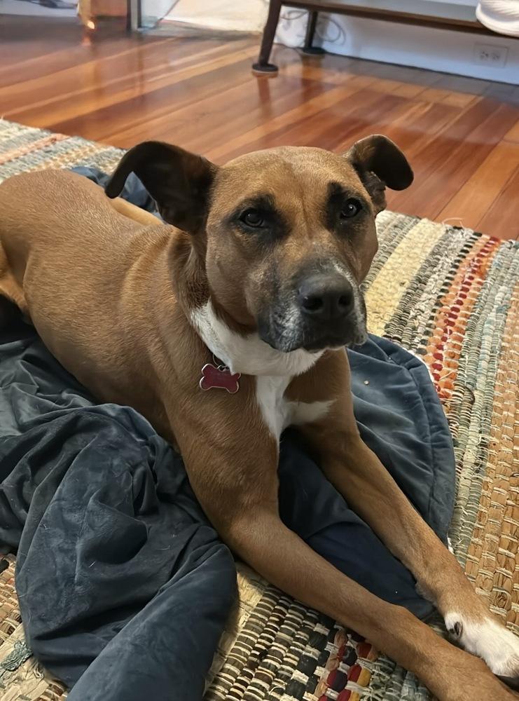 Enlarge Zaria, a Adoptable mixed breed in Boston, MA image 4/6