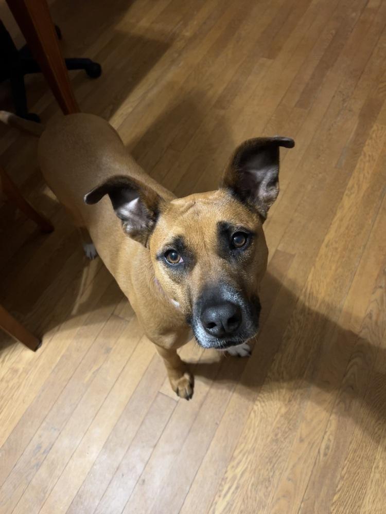 Zaria, a Adoptable mixed breed in Boston, MA image 4/6