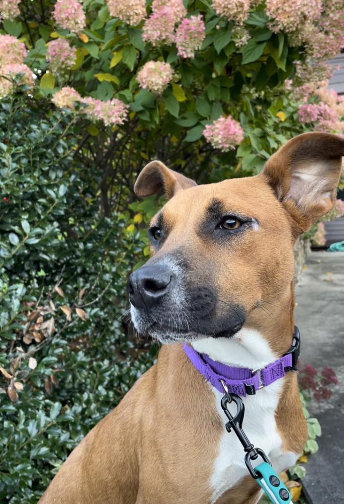 Zaria, a Adoptable mixed breed in Boston, MA image 5/6