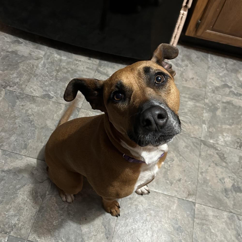 Zaria, a Adoptable mixed breed in Boston, MA image 6/6