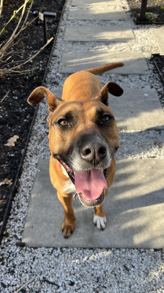 Enlarge Zaria, a Adoptable mixed breed in Boston, MA image 6/6