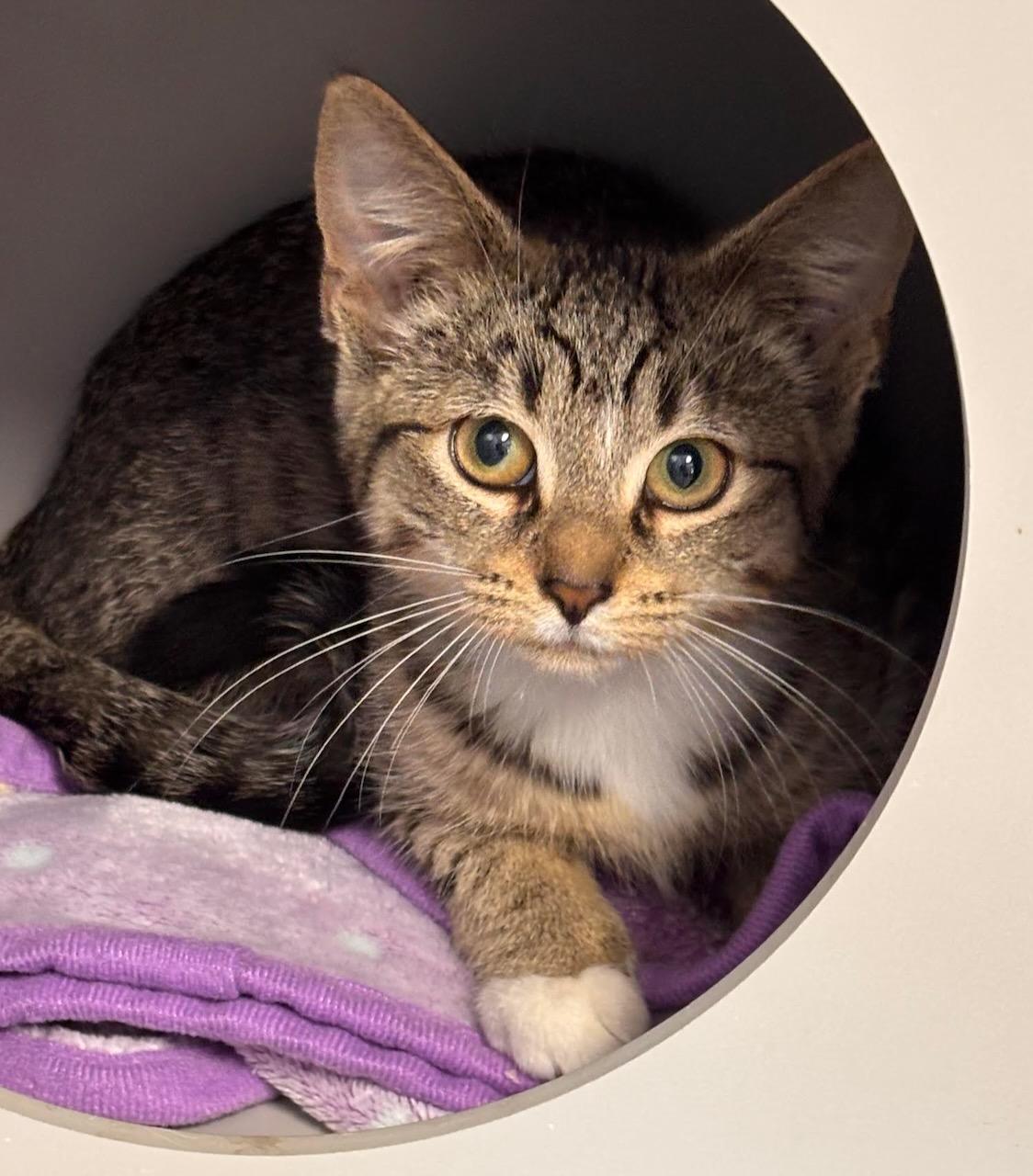 Mittens, adopted, Kitten Female Domestic Short Hair & Tiger.