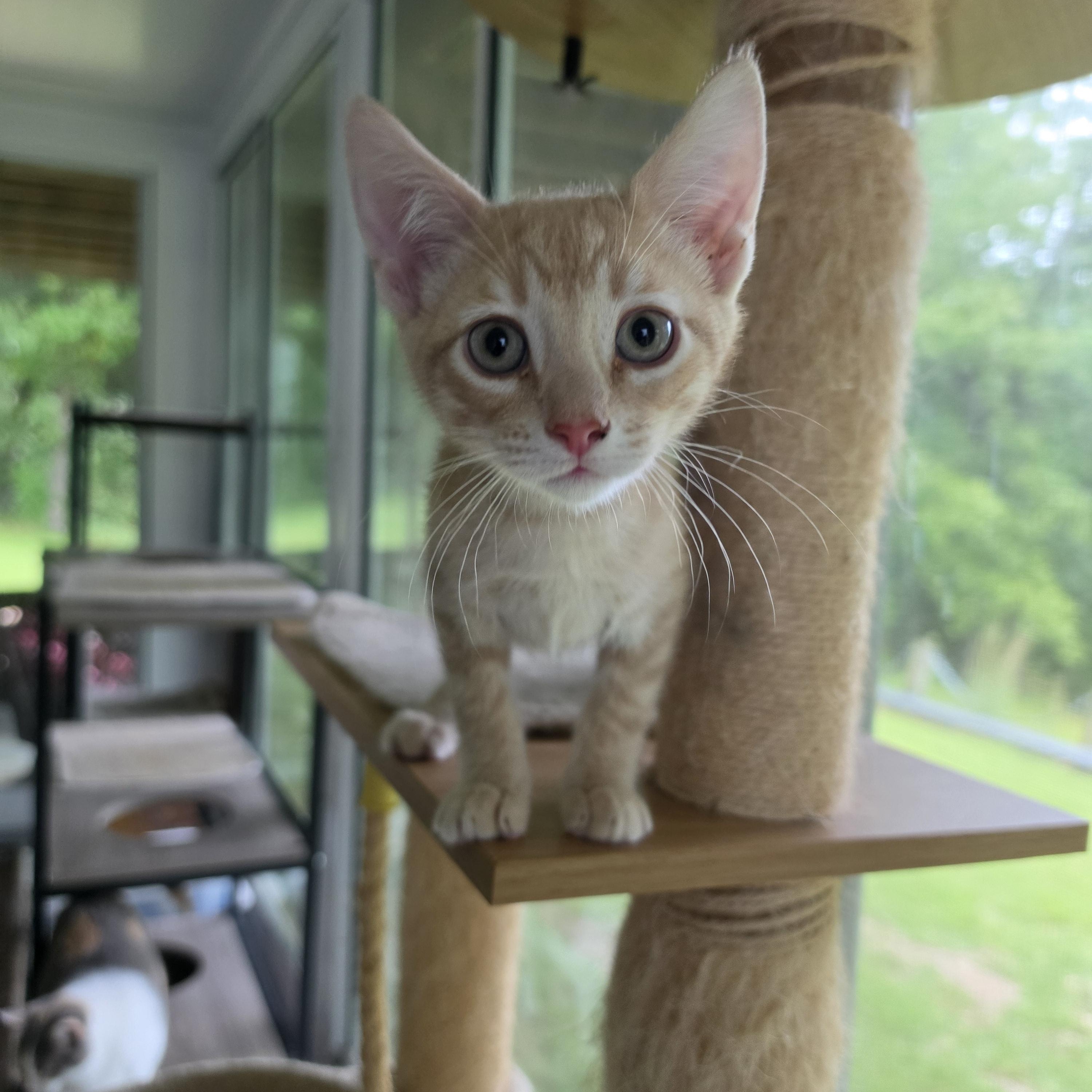 Storm, adopted, Kitten Male Tabby.