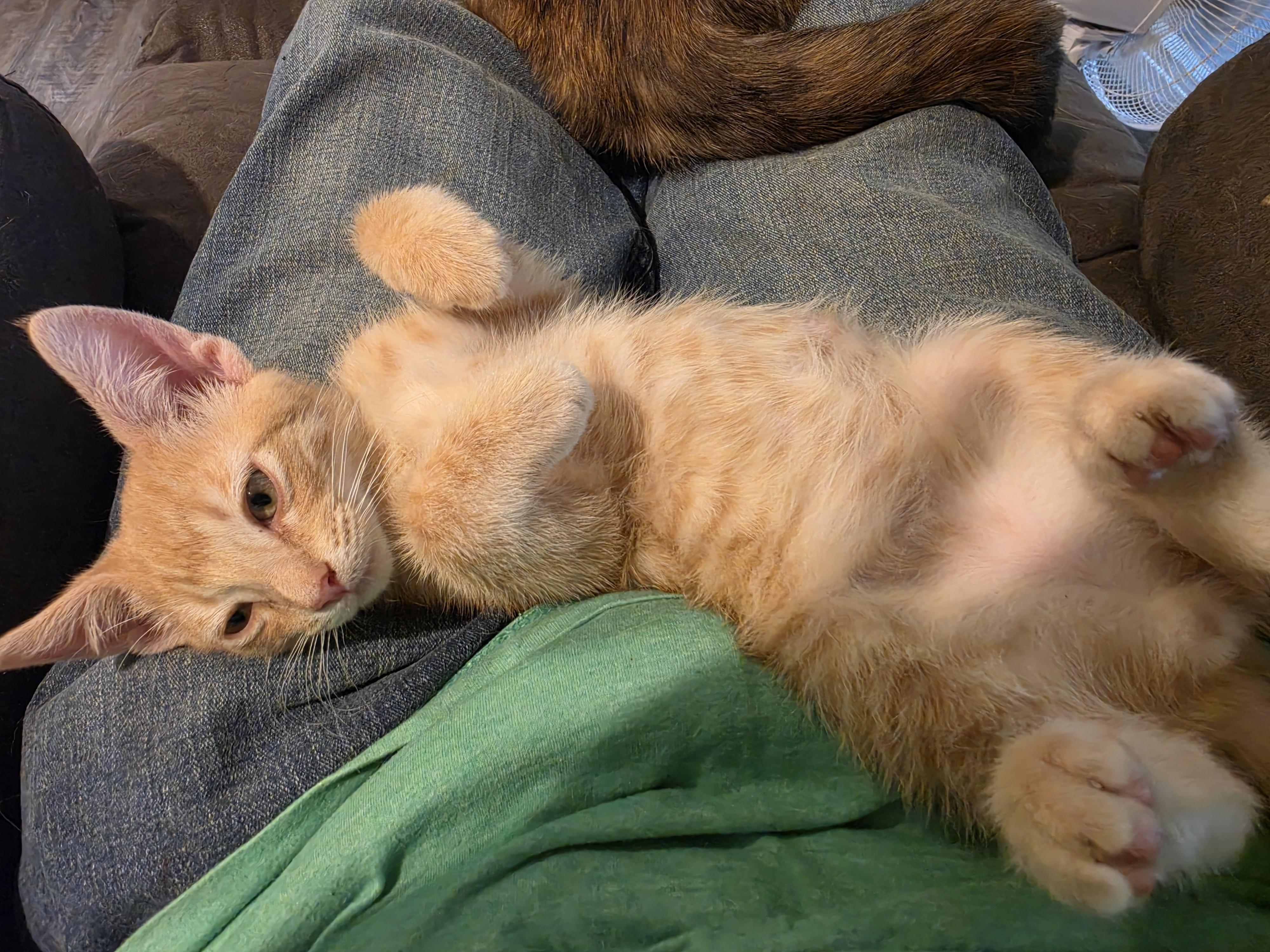 Storm, an adopted Tabby in Horseshoe Bend, AR image 4/5