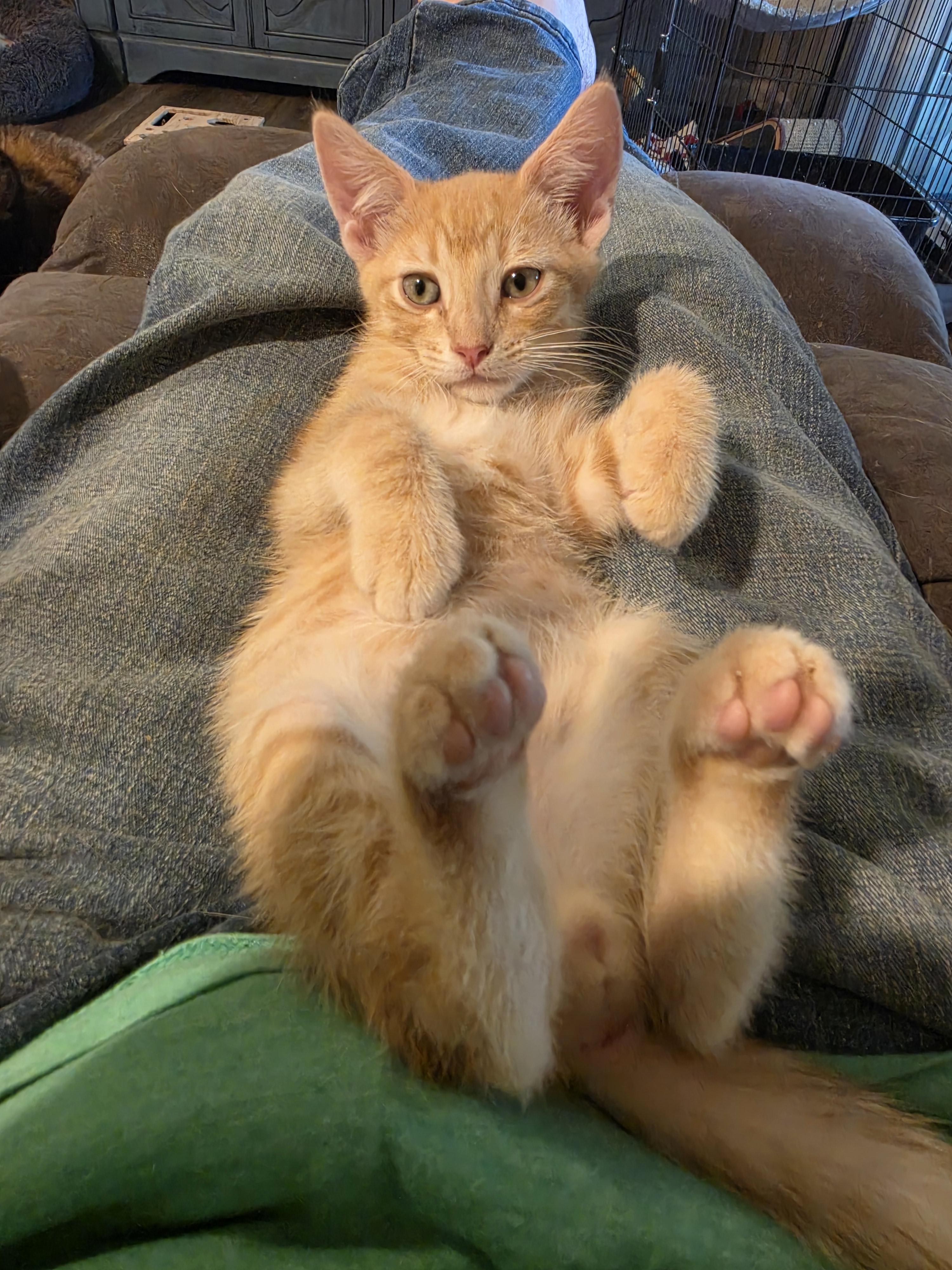 Storm, an adopted Tabby in Horseshoe Bend, AR image 3/5