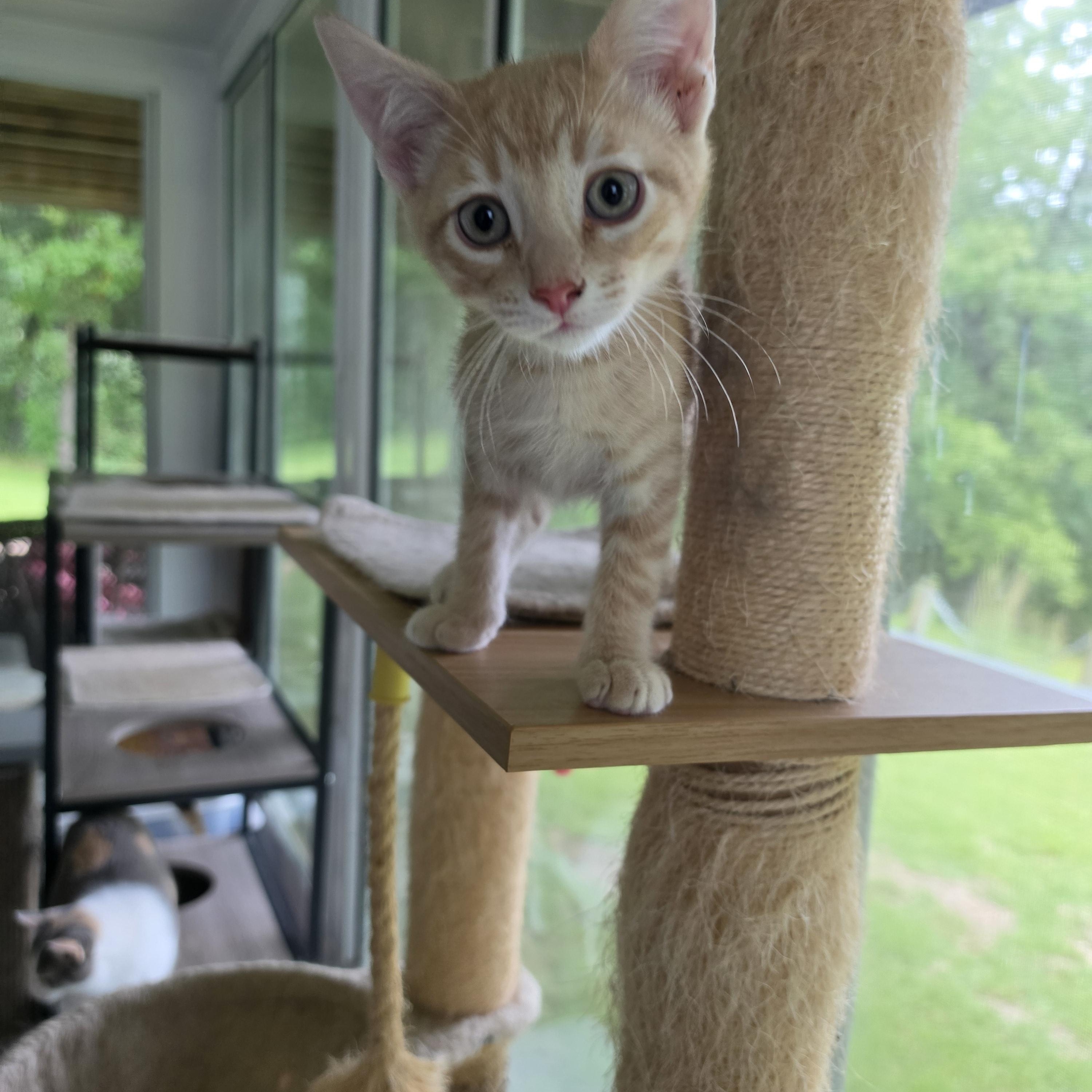 Storm, an adopted Tabby in Horseshoe Bend, AR image 2/5