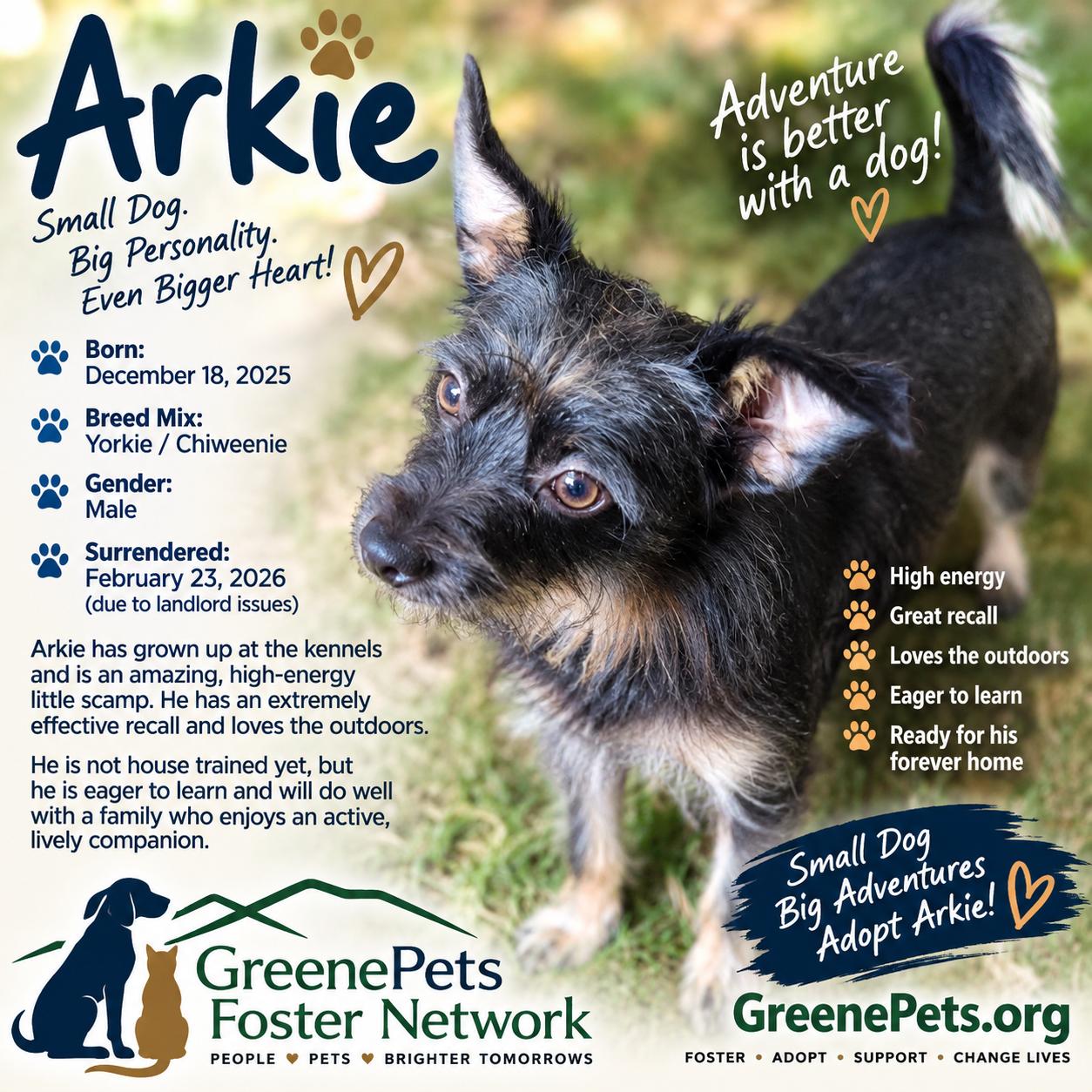 Arkie, Adoptable, Puppy Male Yorkshire Terrier & Chiweenie.