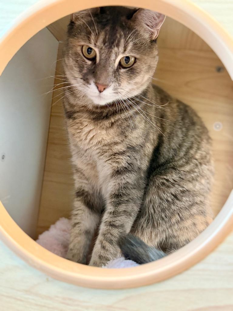 Mothra (Madelyn), Adoptable, Young Female Domestic Short Hair.
