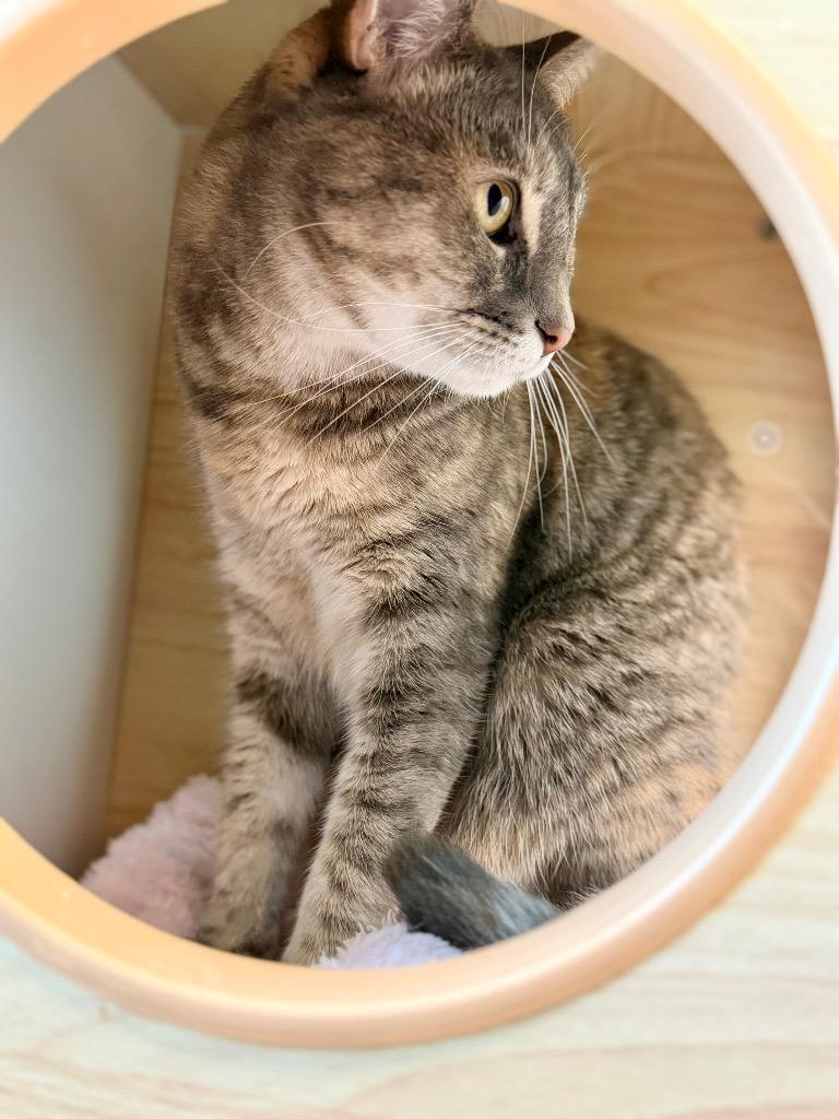 Enlarge Mothra (Madelyn), a Adoptable mixed breed in Cape Coral, FL image 2/3