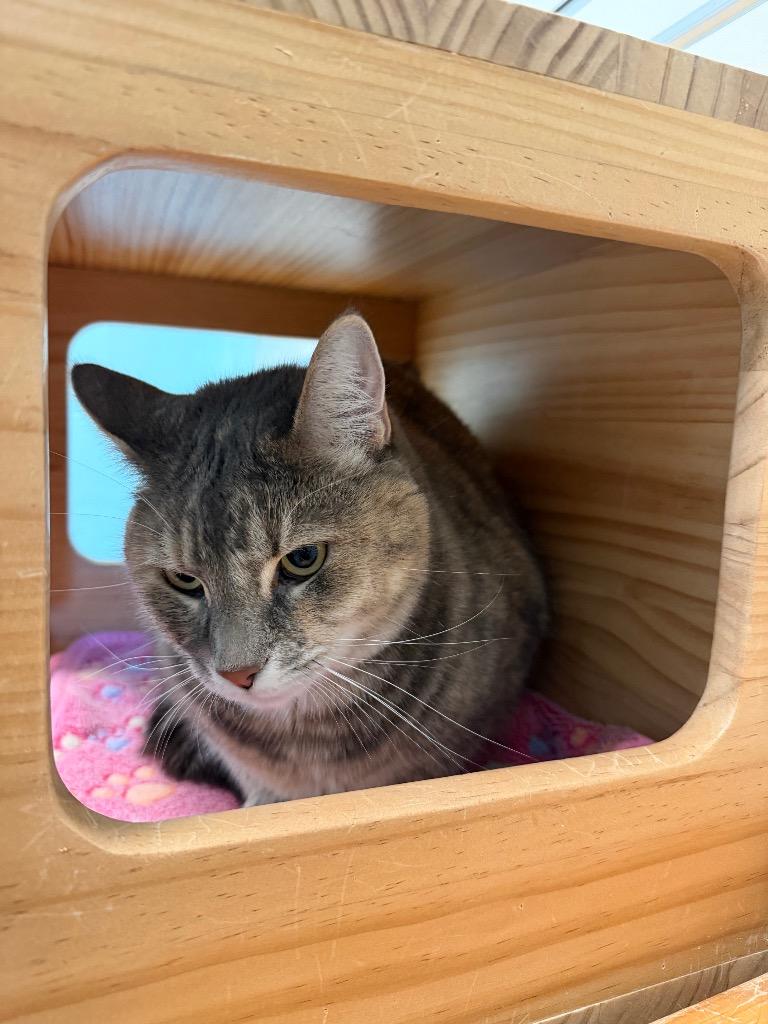 Mothra (Madelyn), Adoptable, Young Female Domestic Short Hair.