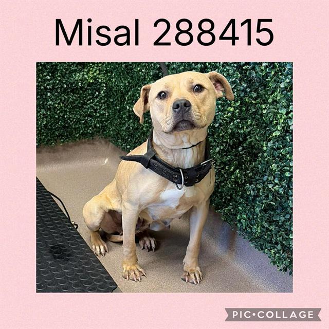MISAL, Adoptable, Young Female Mixed Breed.