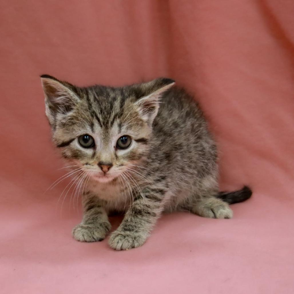 Enlarge Addie, a Adoptable mixed breed in Madisonville, KY image 1/2