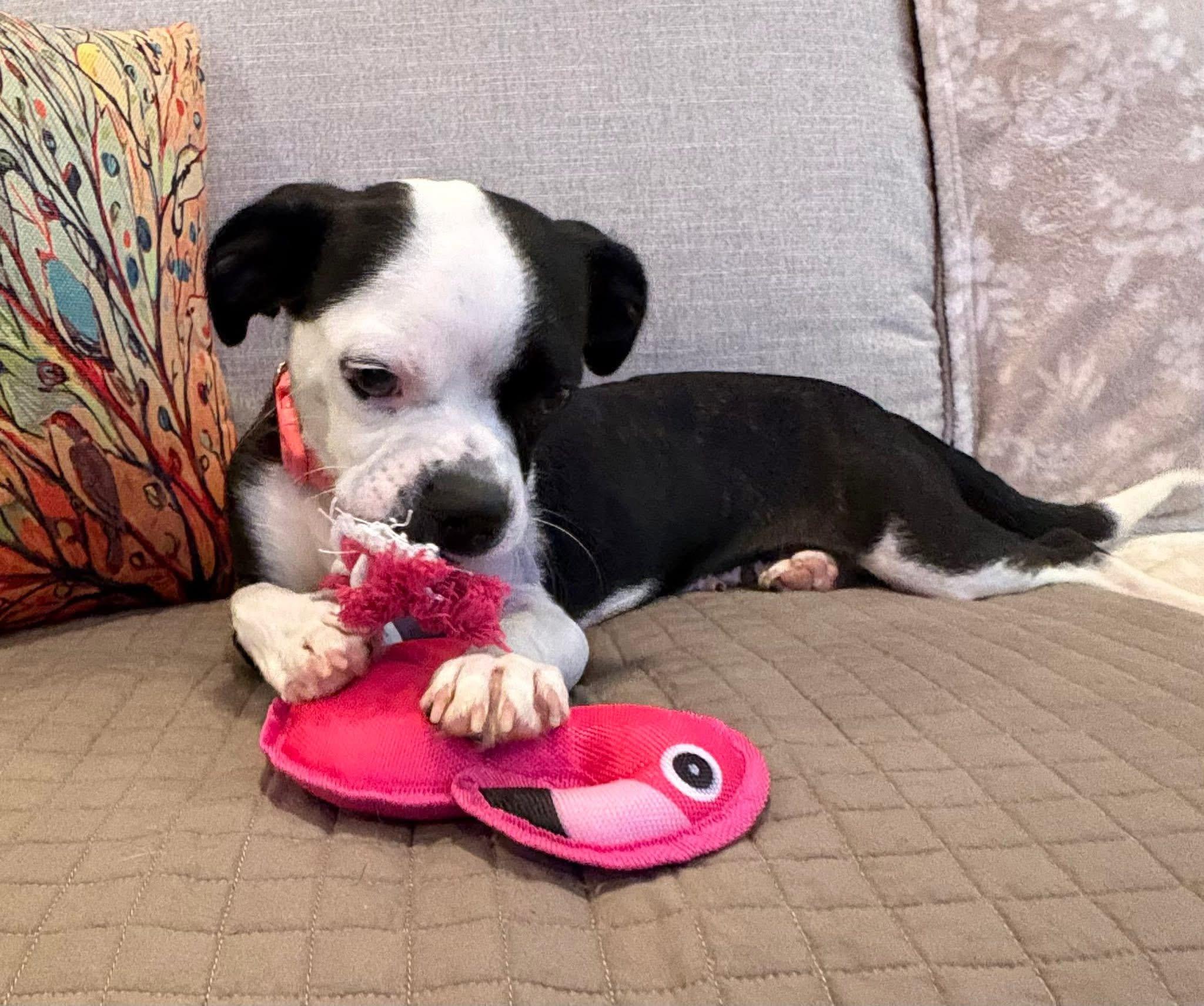 Cherry, adopted, Adult Female Boston Terrier.