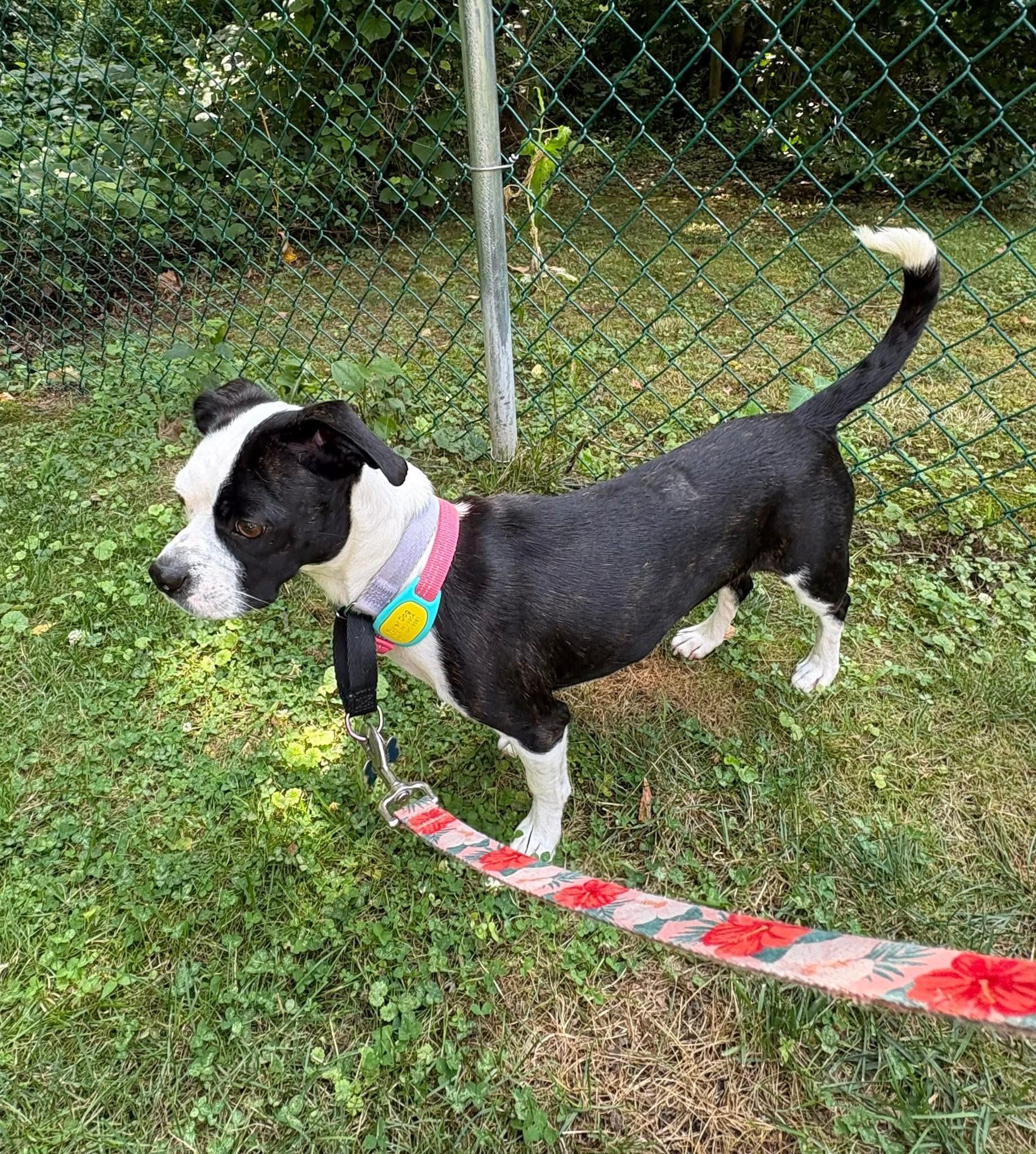 Enlarge Cherry, an adopted mixed breed in Collingswood, NJ image 2/4