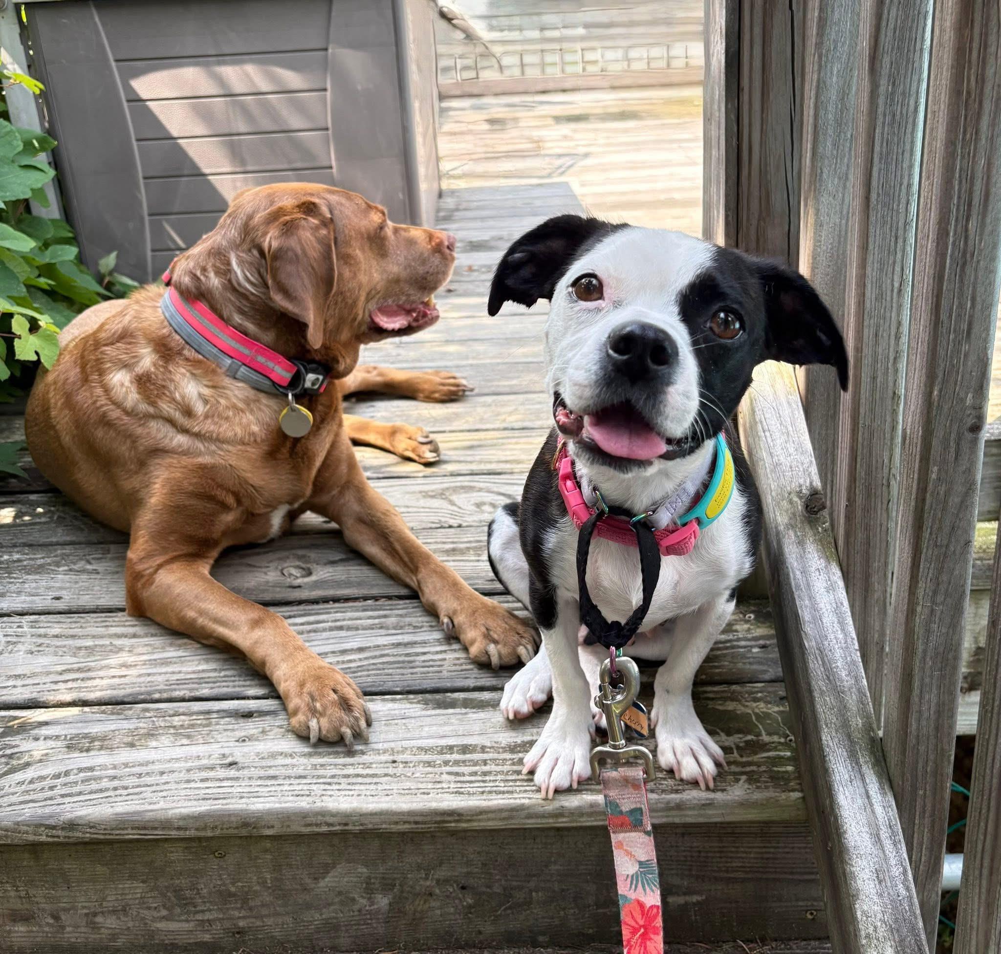 Enlarge Cherry, an adopted mixed breed in Collingswood, NJ image 4/4