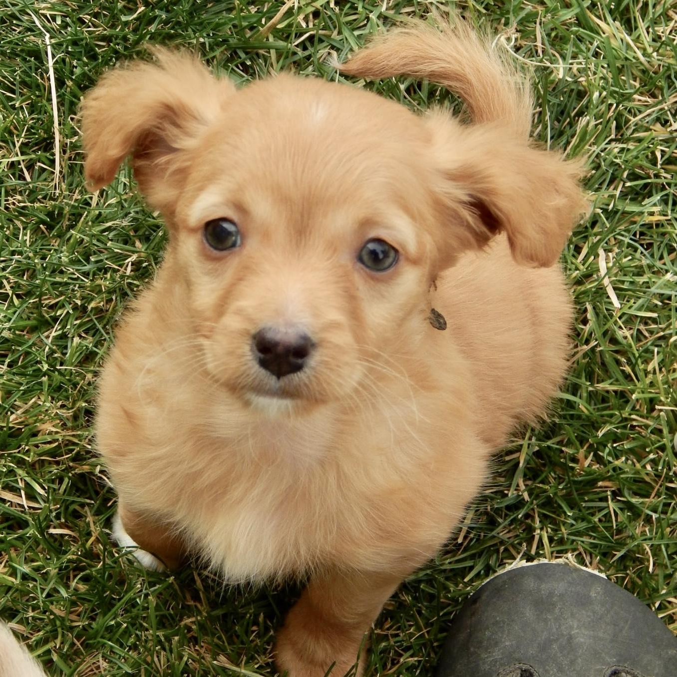 Callie, a Adoptable mixed breed in Mead, CO image 2/4