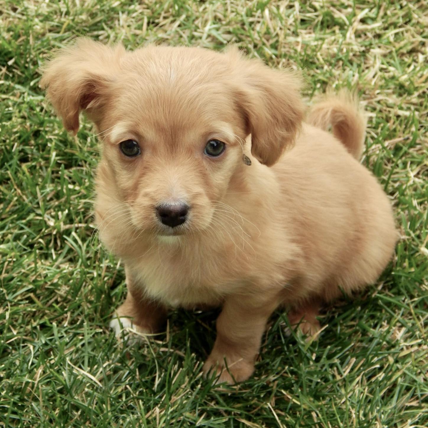 Callie, a Adoptable mixed breed in Mead, CO image 4/4