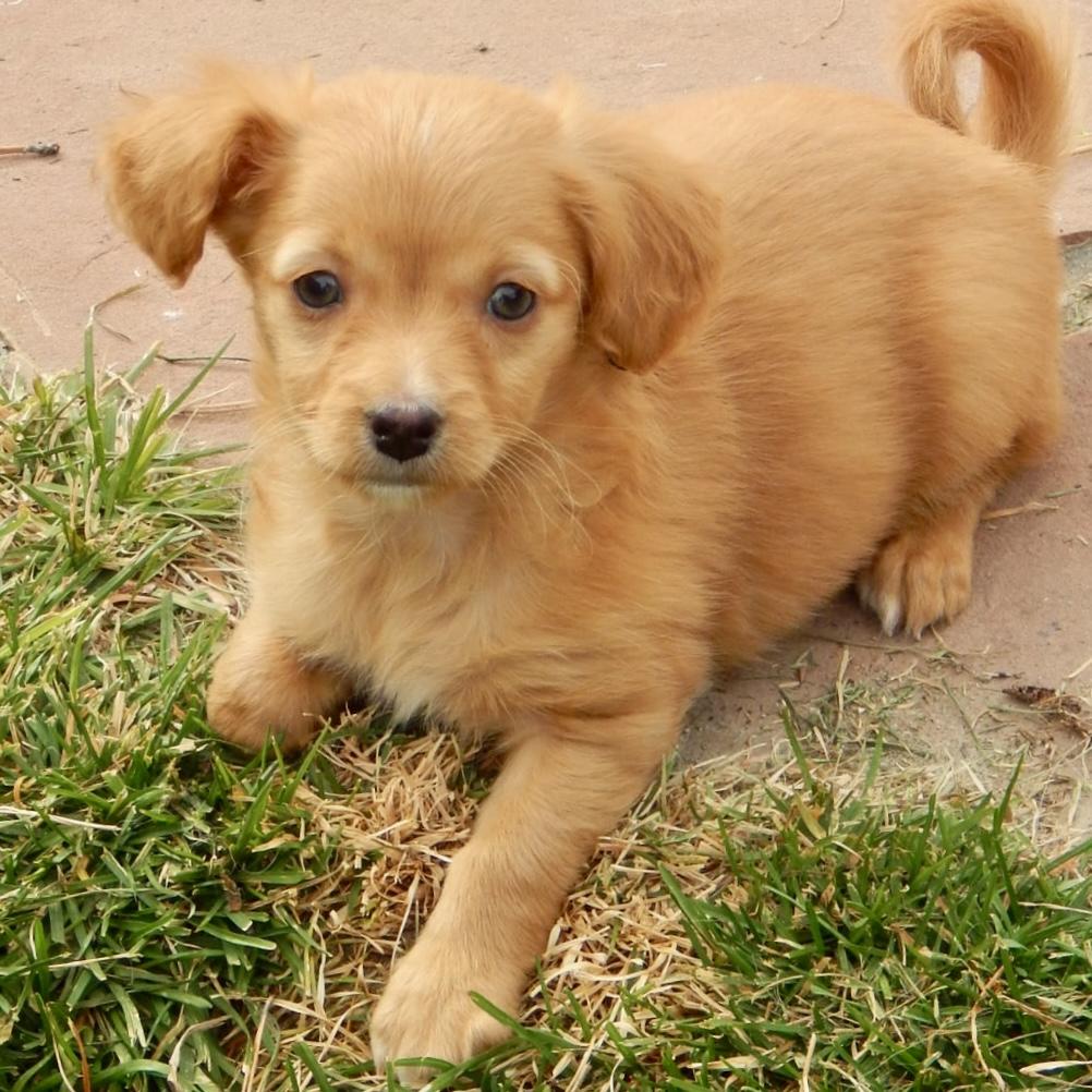 Callie, a Adoptable mixed breed in Mead, CO image 1/4