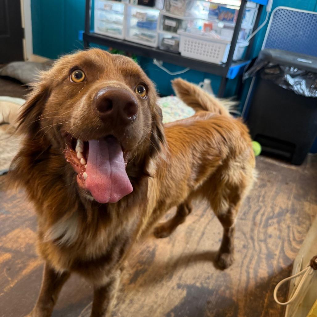 Stewie 031102A, Adoptable, Young Male Chocolate Labrador Retriever & Australian Shepherd.