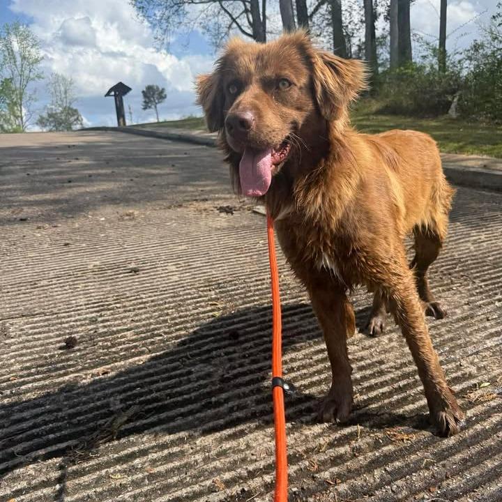 Stewie 031102A, a Adoptable mixed breed in Amory, MS image 2/6