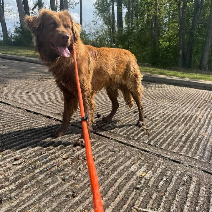 Stewie 031102A, a Adoptable mixed breed in Amory, MS image 3/6