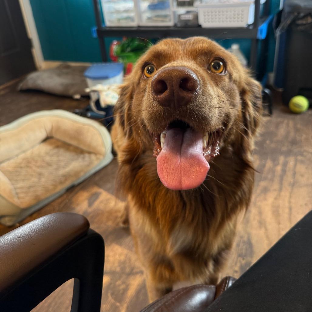 Stewie 031102A, a Adoptable mixed breed in Amory, MS image 4/6