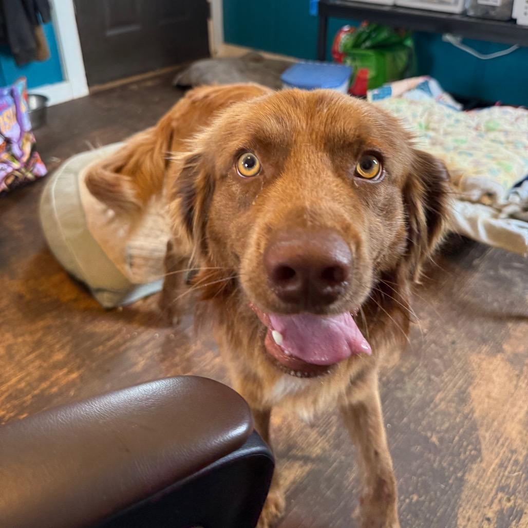 Stewie 031102A, a Adoptable mixed breed in Amory, MS image 5/6