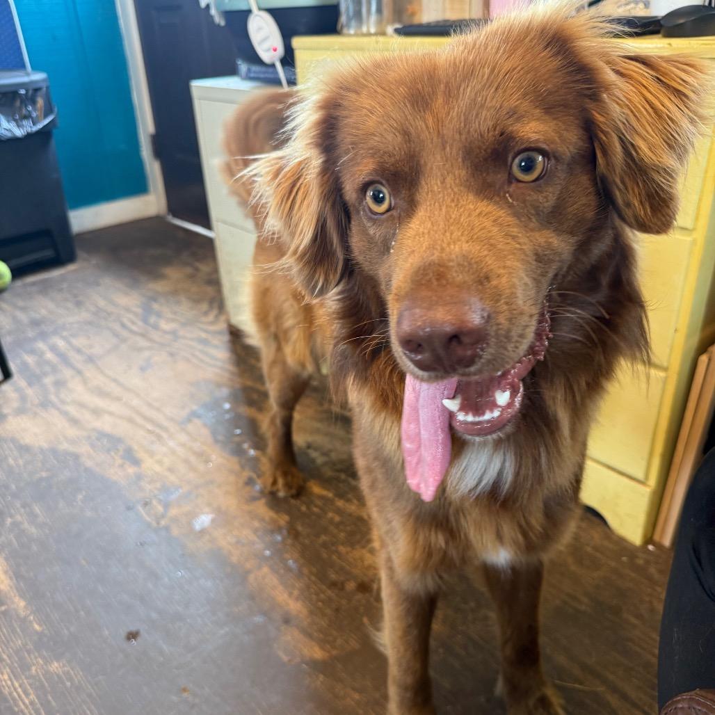 Stewie 031102A, a Adoptable mixed breed in Amory, MS image 6/6