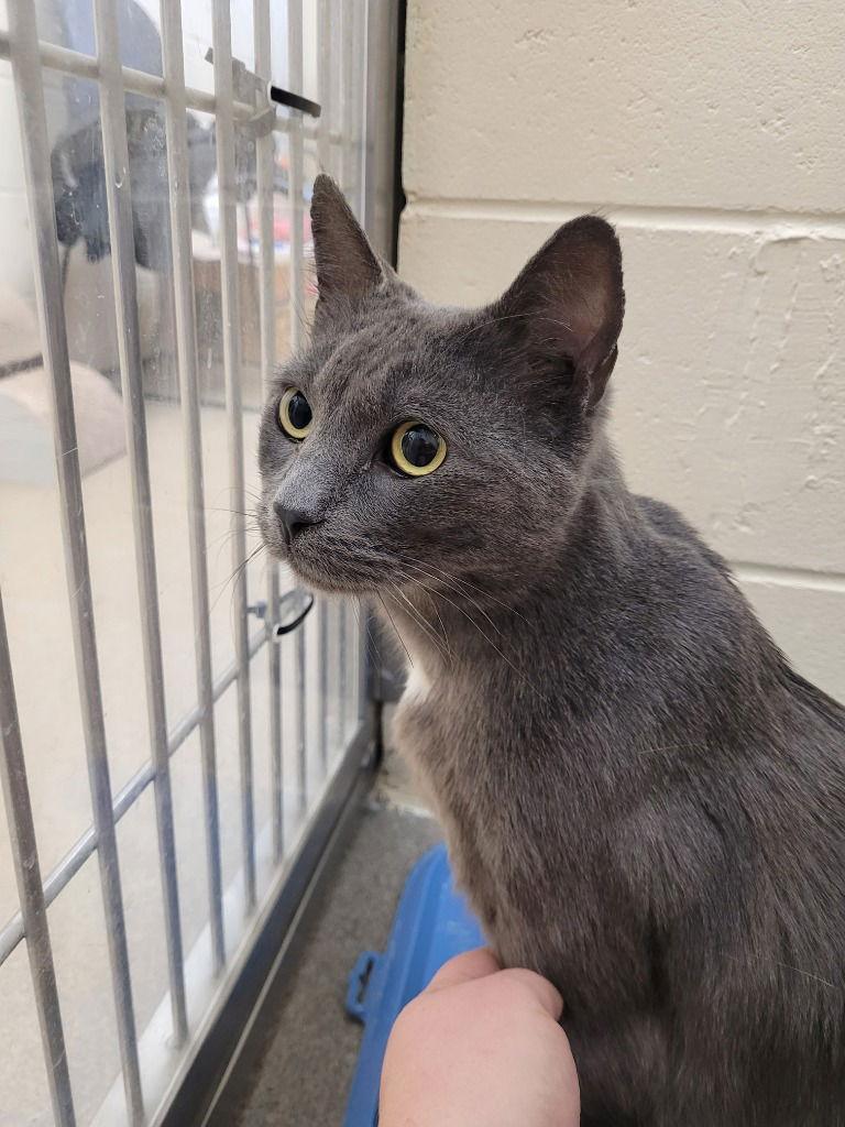 Ilya, Adoptable, Young Male American Shorthair.