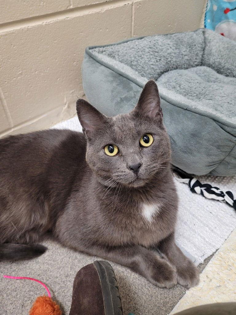 Enlarge Ilya, a Adoptable American Shorthair in Sayreville, NJ image 2/3