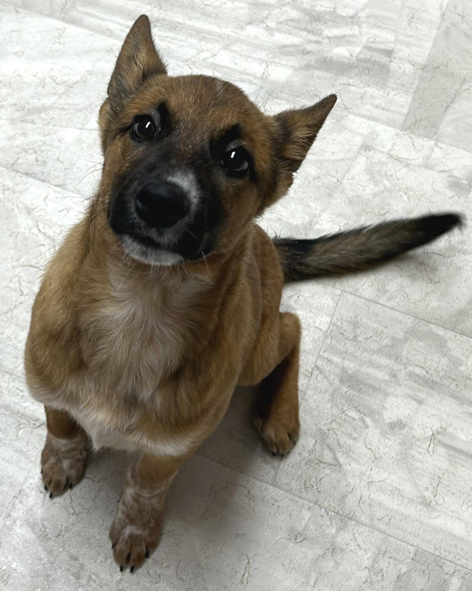 Blossom, Adoptable, Puppy Female Cattle Dog.