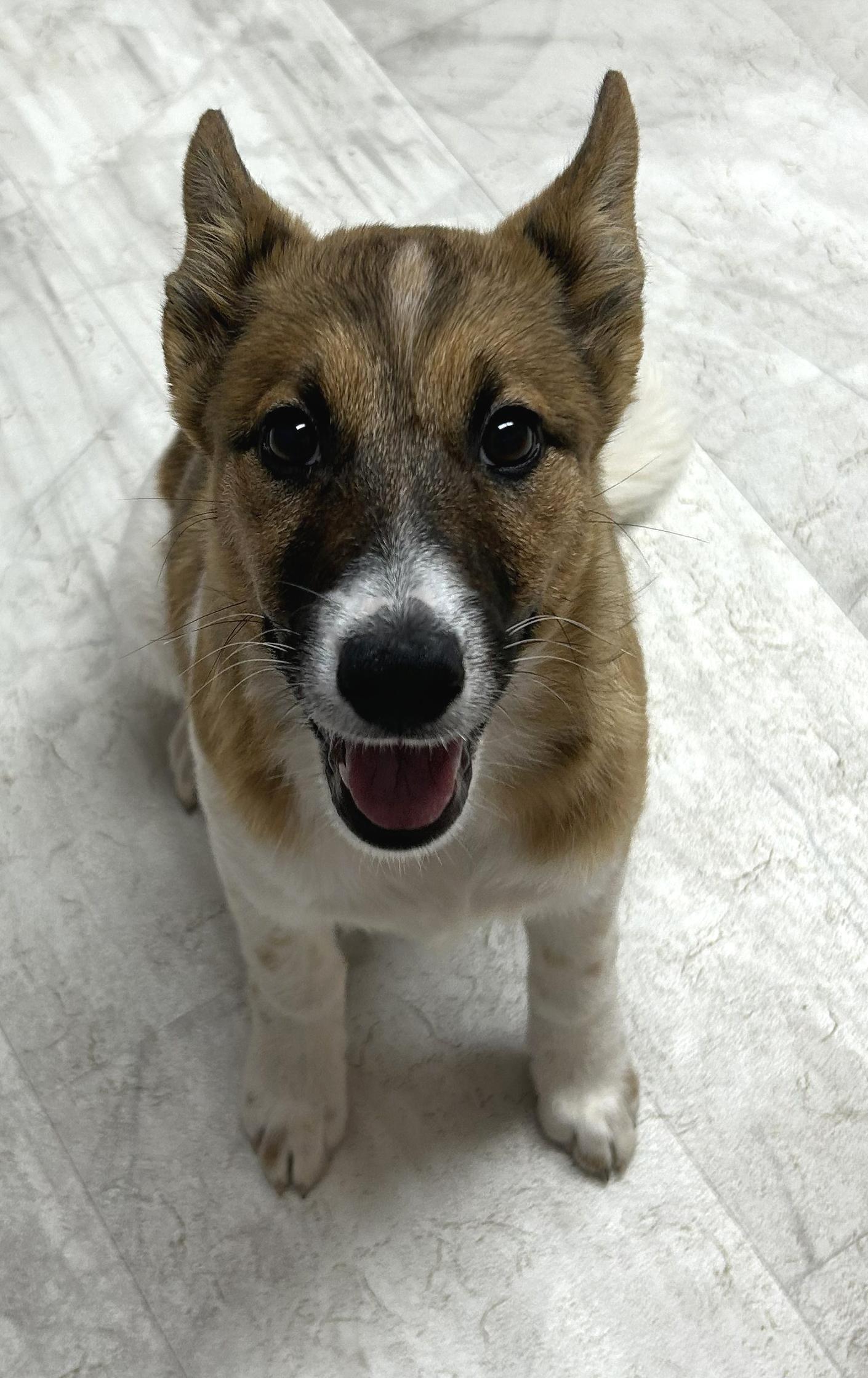 Blossom, a Adoptable mixed breed in Neillsville, WI image 5/5