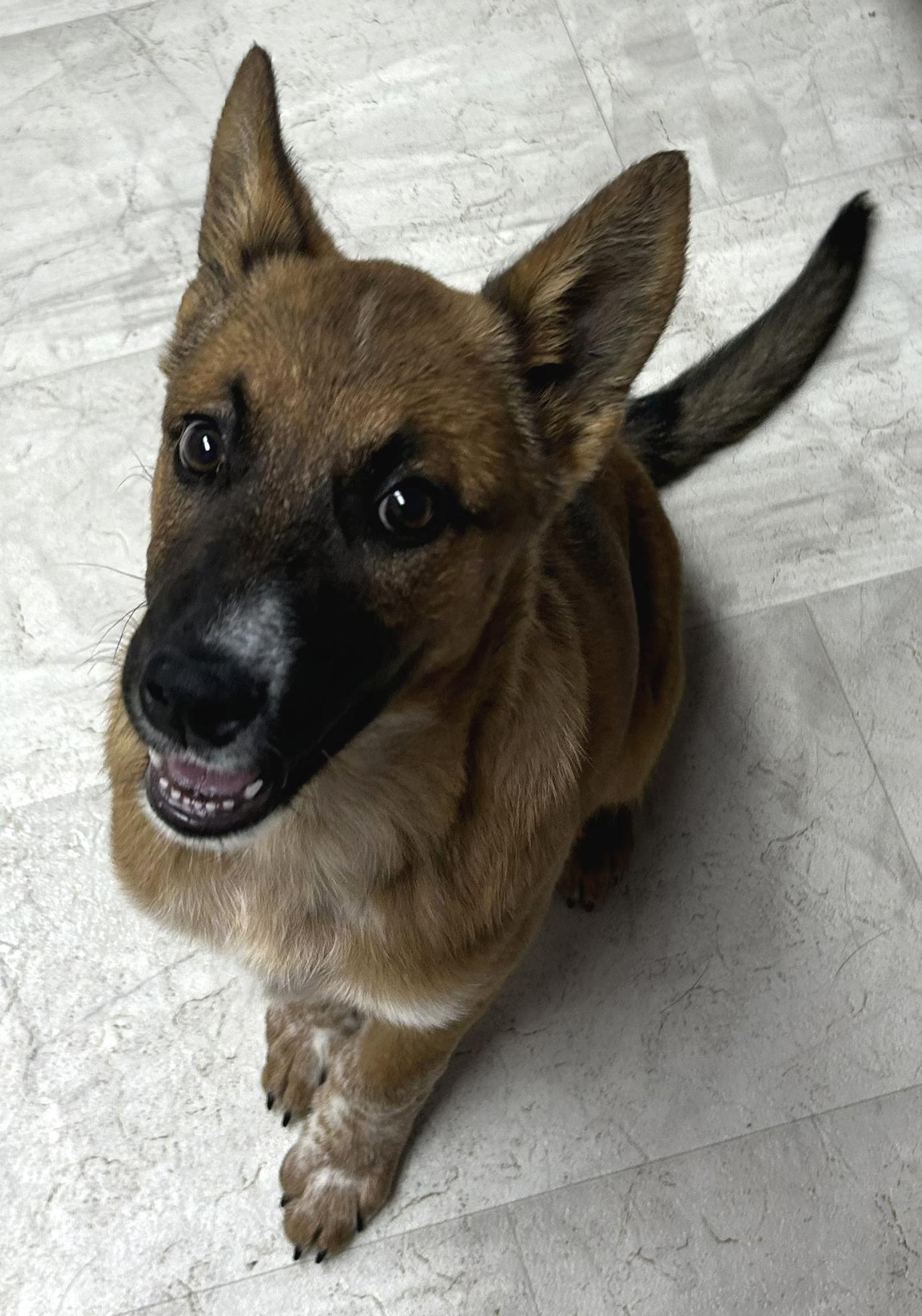 Blossom, a Adoptable mixed breed in Neillsville, WI image 2/5