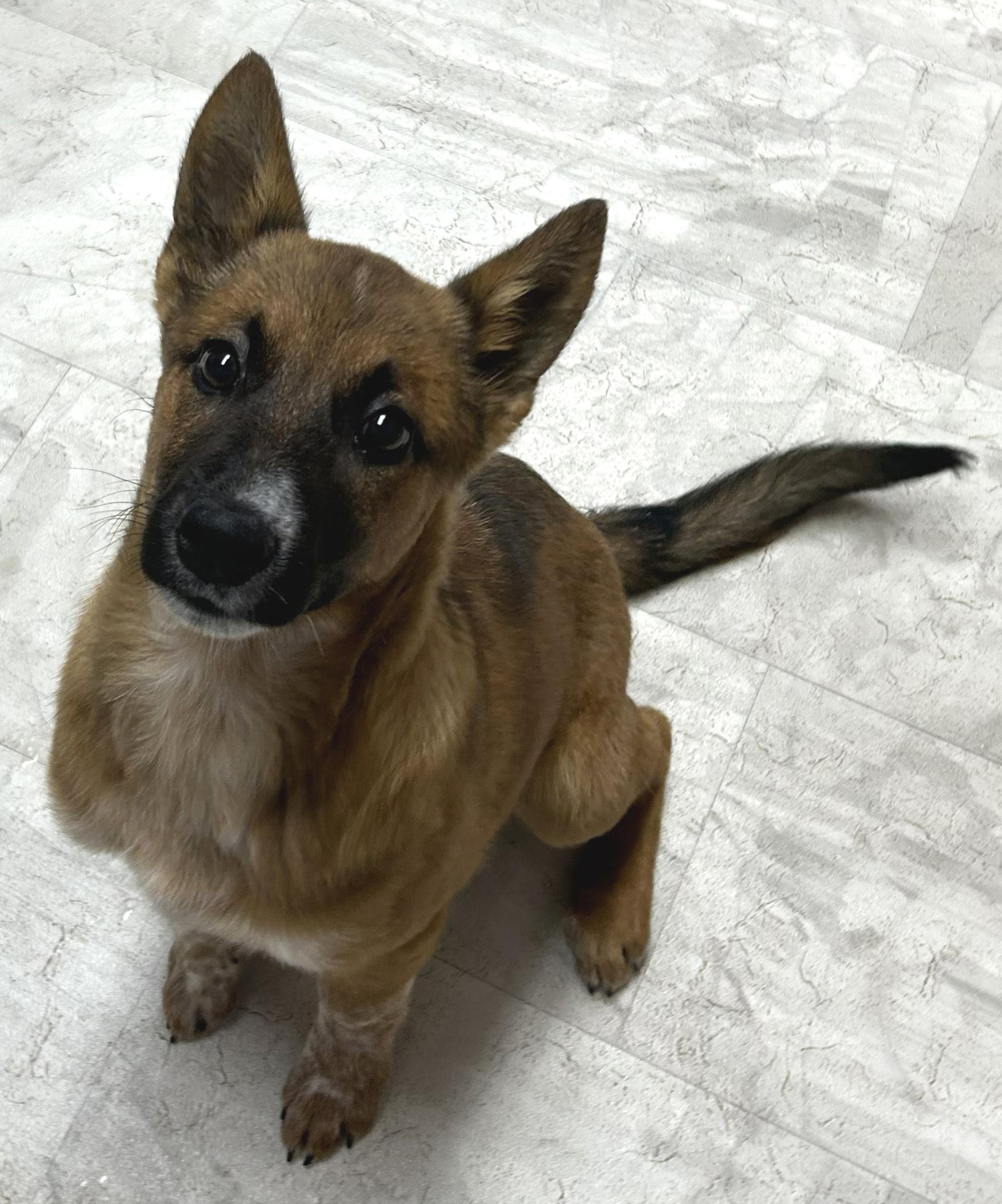 Blossom, a Adoptable mixed breed in Neillsville, WI image 3/5