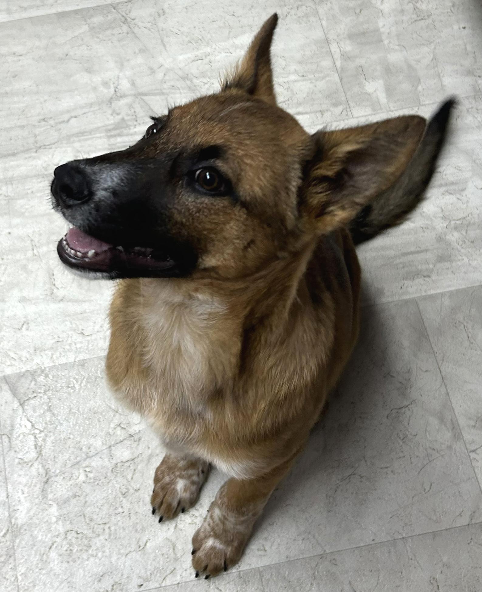 Blossom, a Adoptable mixed breed in Neillsville, WI image 4/5