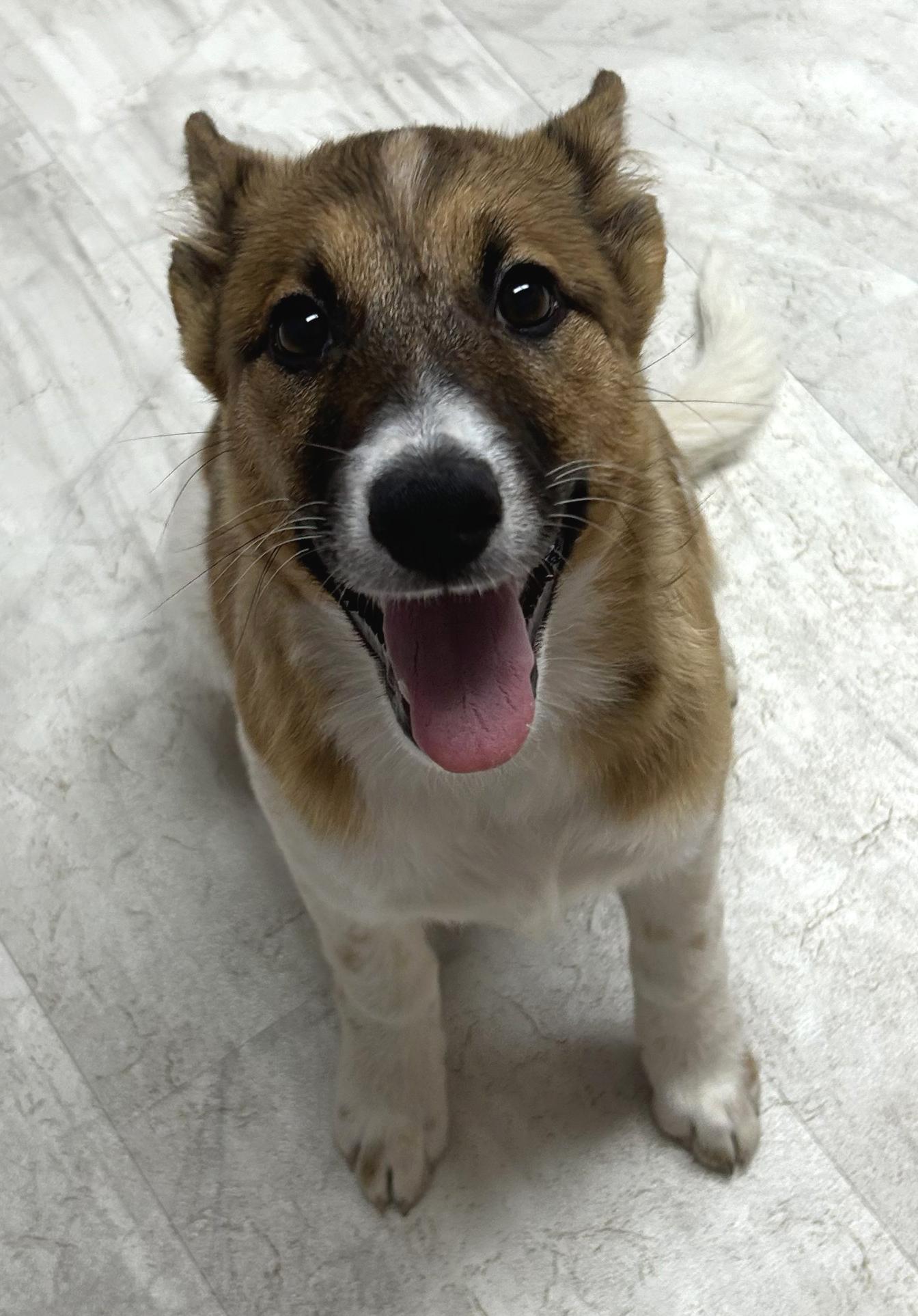 Blossom, a Adoptable mixed breed in Neillsville, WI image 4/5