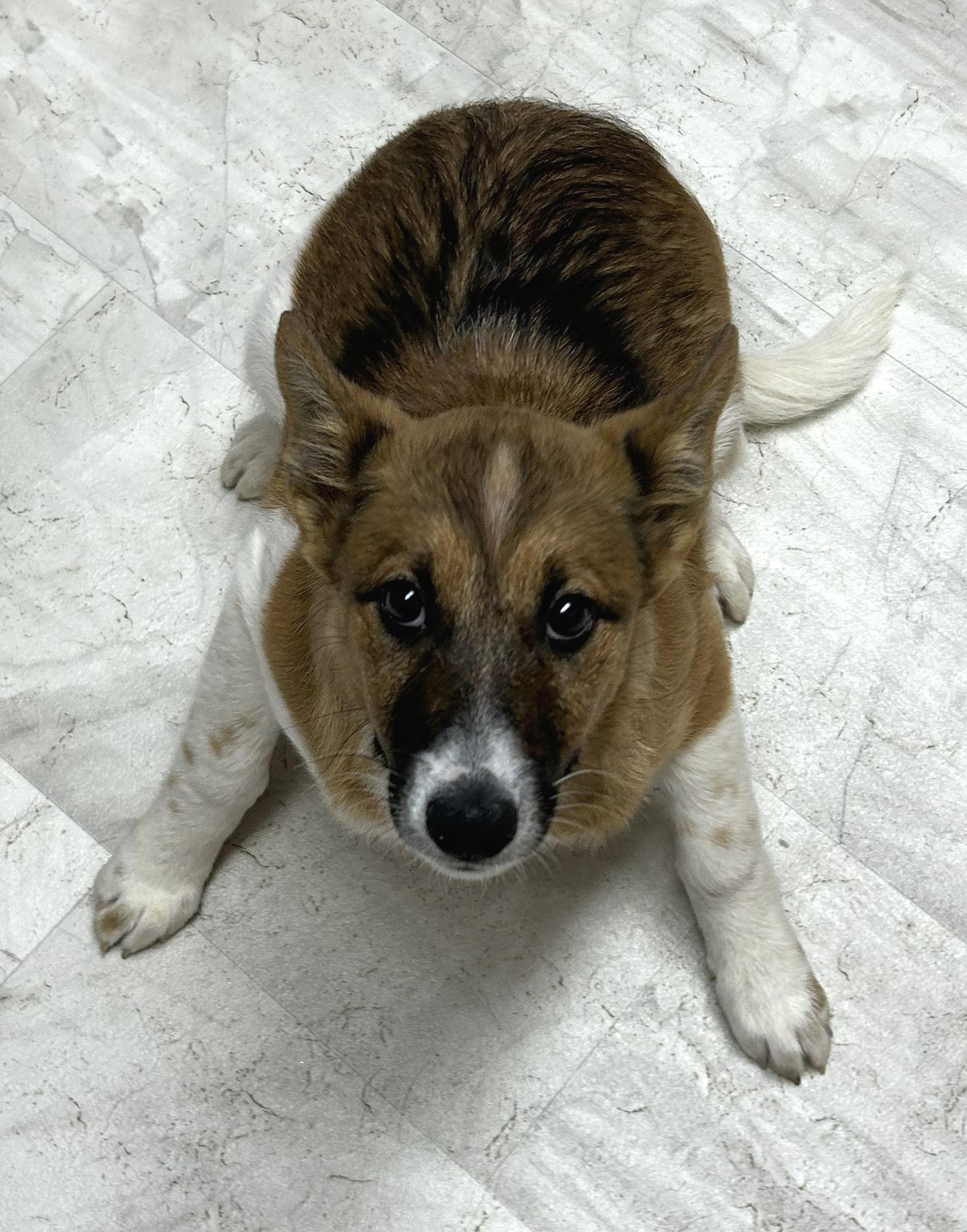 Blossom, a Adoptable mixed breed in Neillsville, WI image 3/5