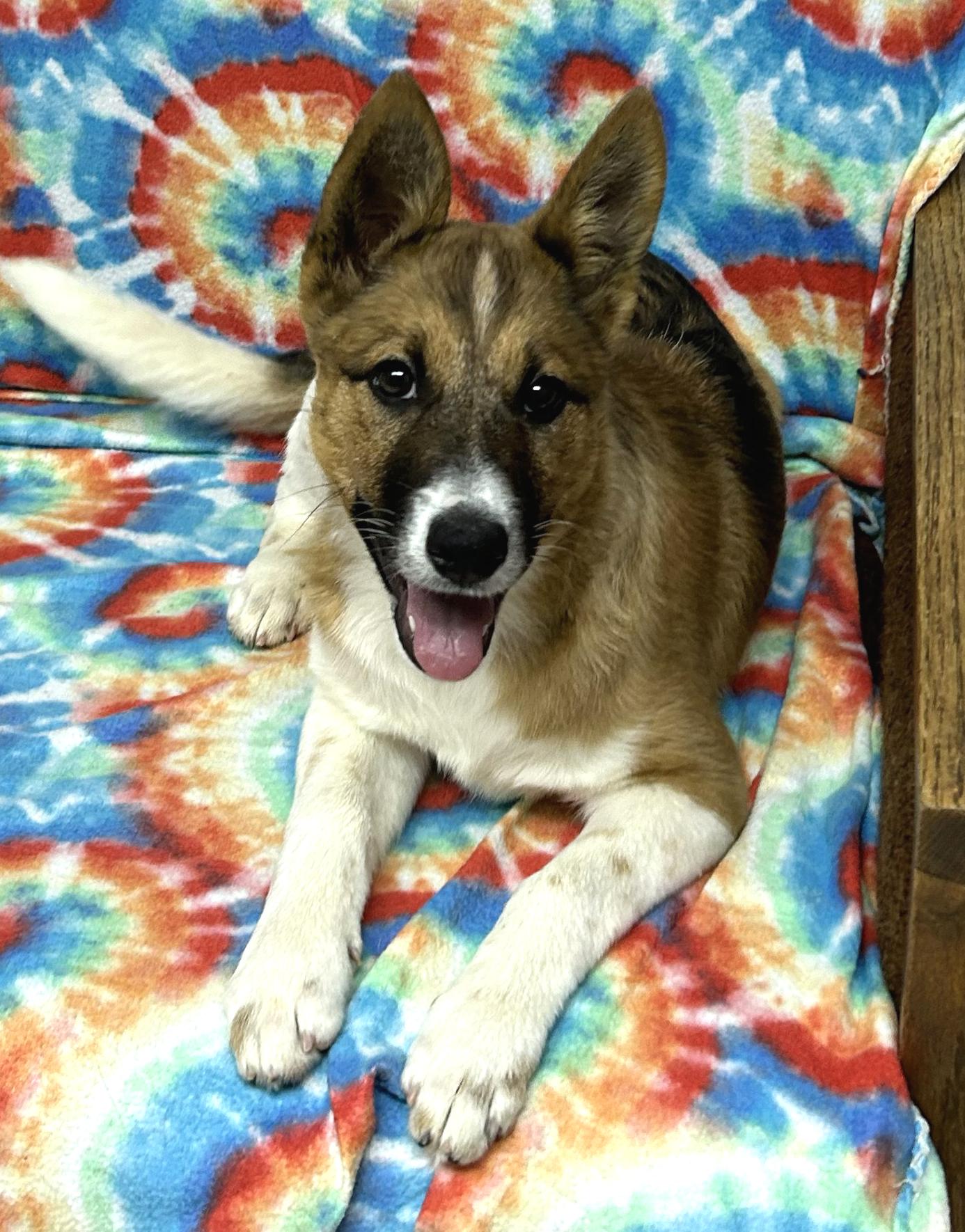 Blossom, a Adoptable mixed breed in Neillsville, WI image 1/5