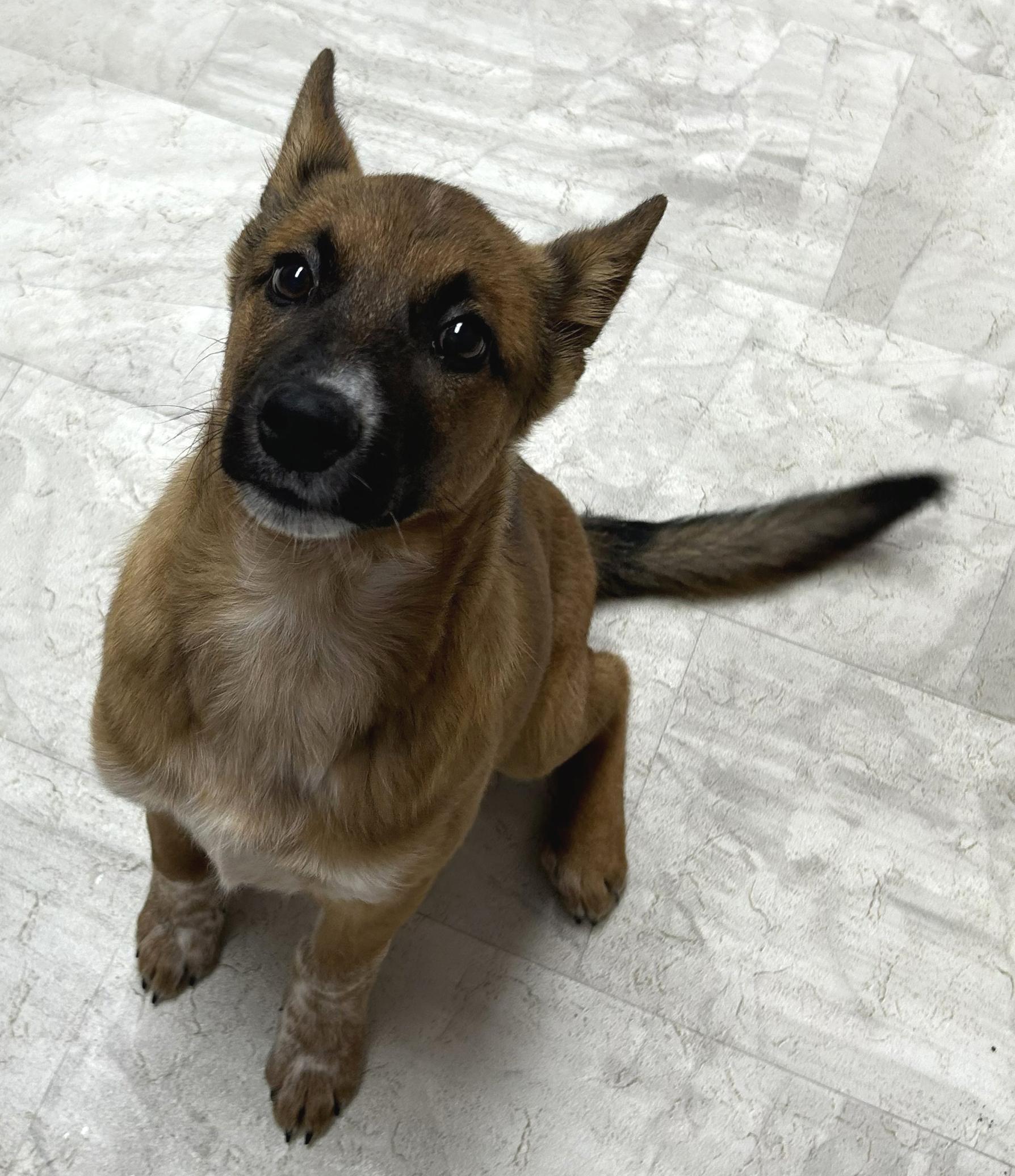 Blossom, a Adoptable mixed breed in Neillsville, WI image 5/5